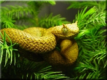 Atheris ceratophorus