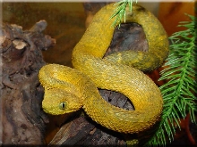 Atheris ceratophorus