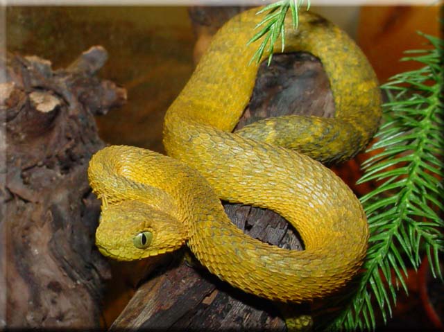 Atheris ceratophorus