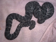 A. granulatus freshly shed