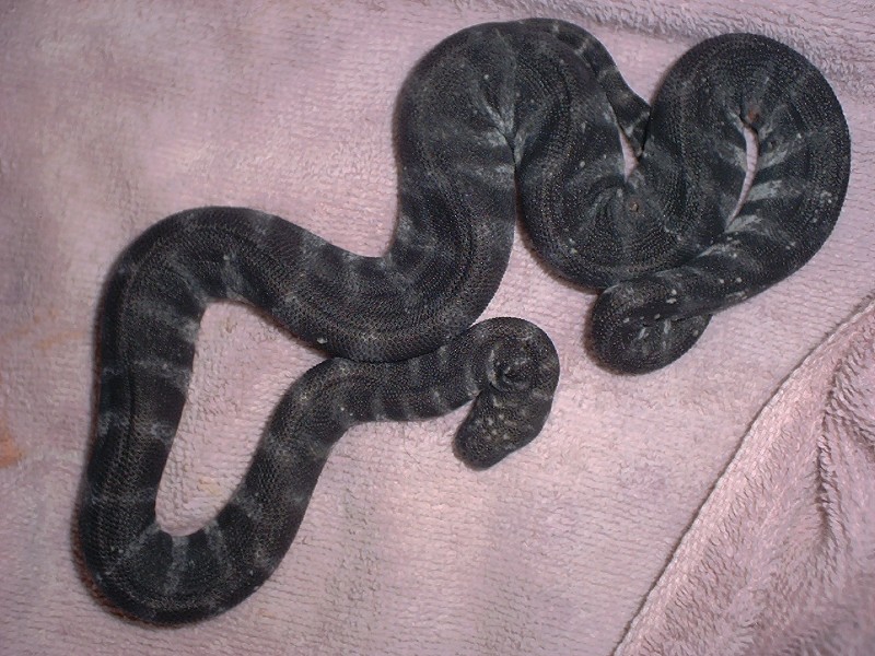 A. granulatus freshly shed