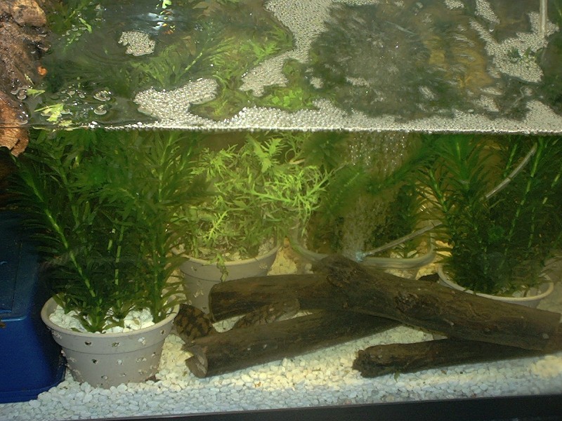 Acrochordus arafurae arafura javanicus granulatus filesnake file snake java