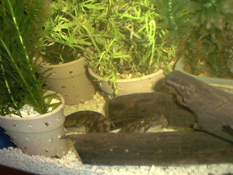 Acrochordus arafurae arafura javanicus granulatus filesnake file snake java