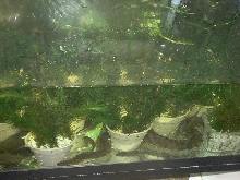 Acrochordus arafurae arafura javanicus granulatus filesnake file snake java