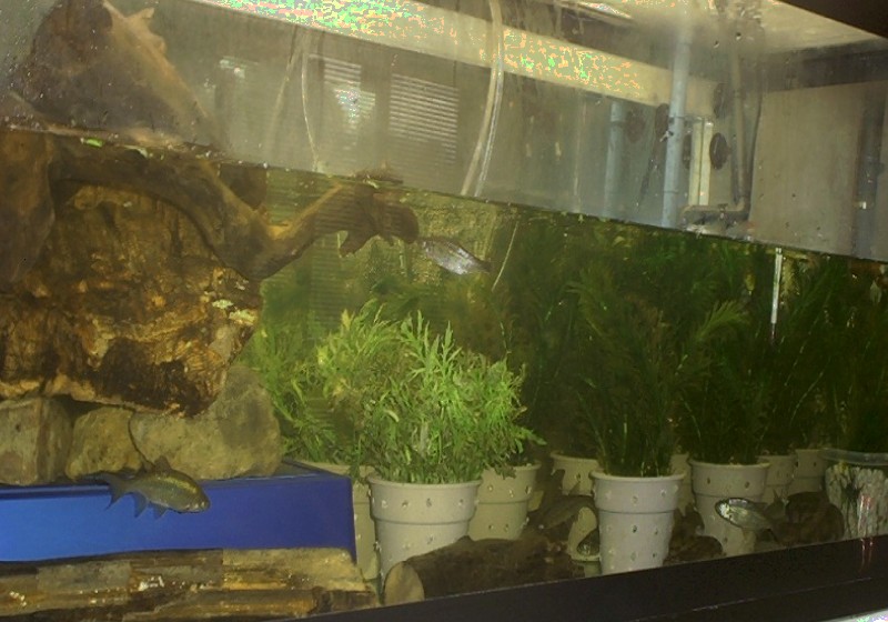 Acrochordus arafurae arafura javanicus granulatus filesnake file snake java
