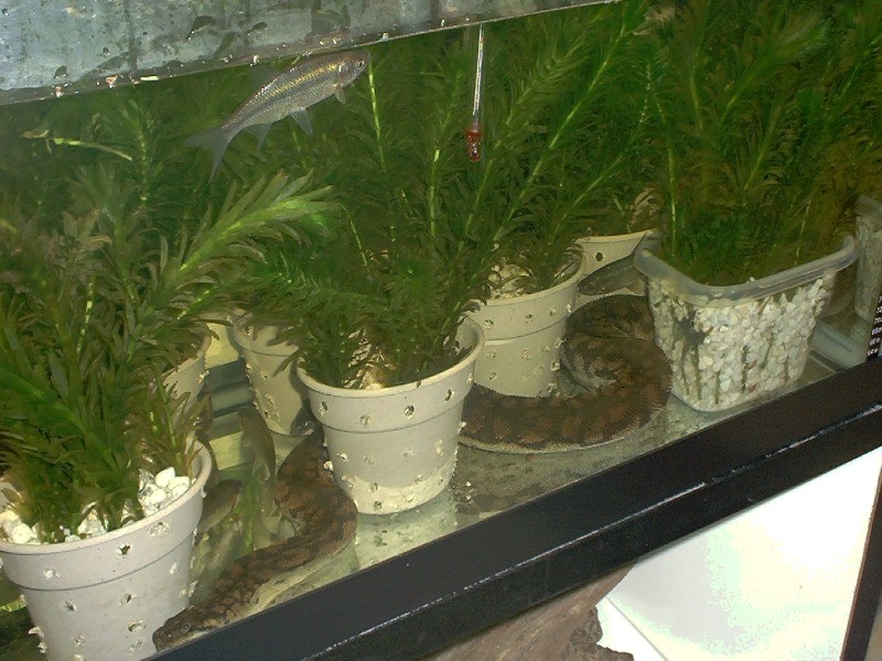 Acrochordus arafurae arafura javanicus granulatus filesnake file snake java