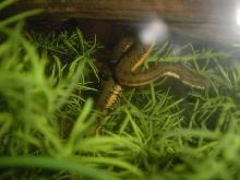 Chinese Watersnake 4