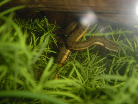 Chinese Watersnake 4