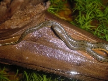 Chinese Watersnake 3