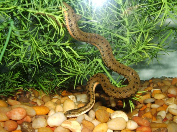 Chinese Watersnake 1