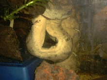 Arafura Feeding