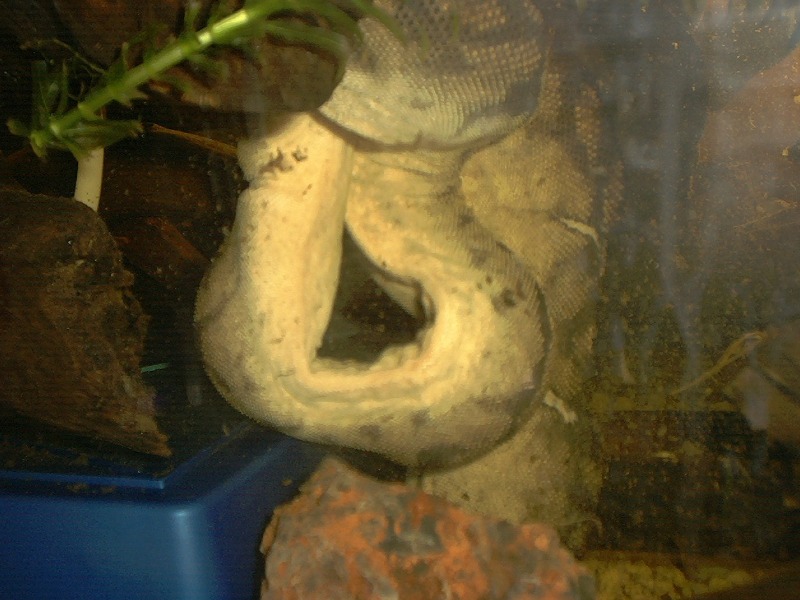 Arafura Feeding