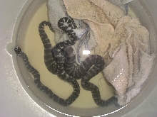 Acrochordus arafurae arafura javanicus granulatus filesnake file snake java