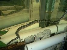 Acrochordus arafurae arafura javanicus granulatus filesnake file snake java