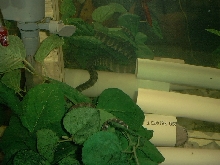 Acrochordus arafurae arafura javanicus granulatus filesnake file snake java