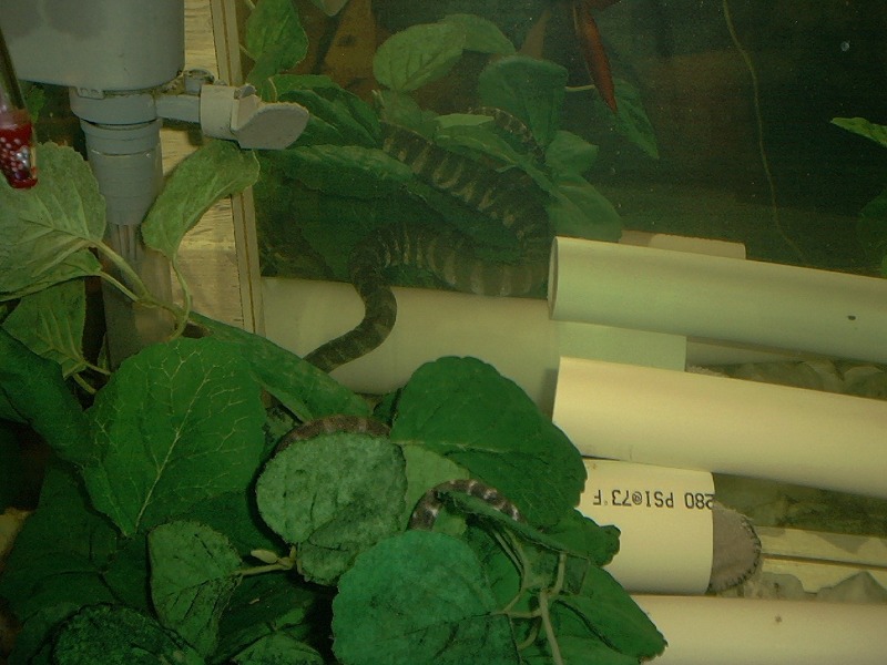 Acrochordus arafurae arafura javanicus granulatus filesnake file snake java