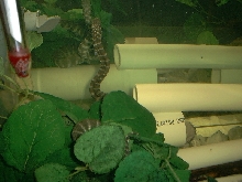 Acrochordus arafurae arafura javanicus granulatus filesnake file snake java