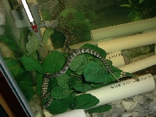 Acrochordus arafurae arafura javanicus granulatus filesnake file snake java