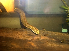 Chinese water snake enhydris enhydris