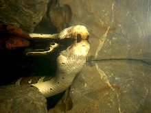 Homalopsis buccata