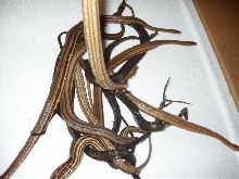 Tentacled Snakes