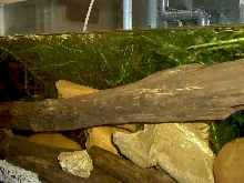 Acrochordus arafurae arafura javanicus granulatus filesnake file snake java