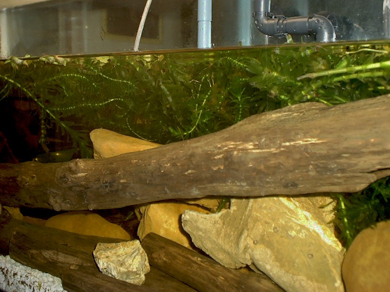 Acrochordus arafurae arafura javanicus granulatus filesnake file snake java