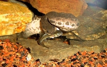 Baby Acrochordus javanicus with fish dinner