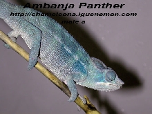 Ambanja youth