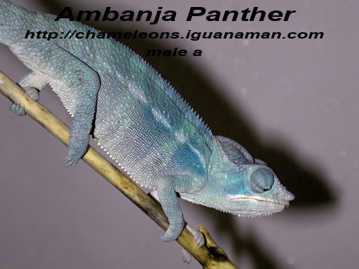 Ambanja youth
