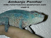 Ambanja youth