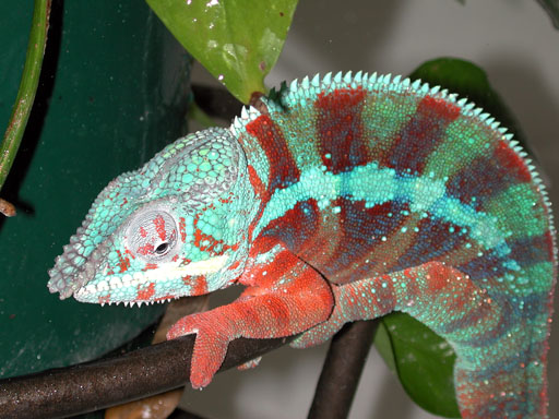 Jack Burton fired up for the females