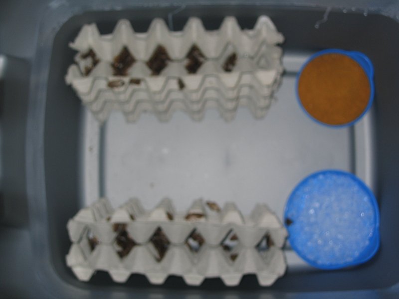 First container top egg crates removed