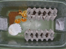 Second container with top egg crate off