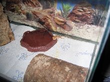 Mr. Jenkins protecting his water dish