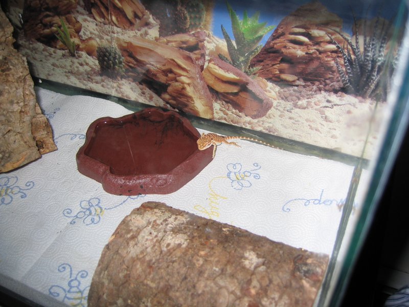 Mr. Jenkins protecting his water dish