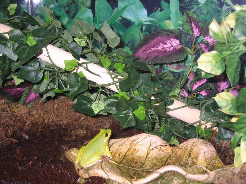 Miracle mississippi green tree frog