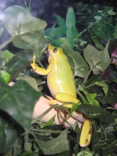 Miracle Mississippi green tree frog pic2