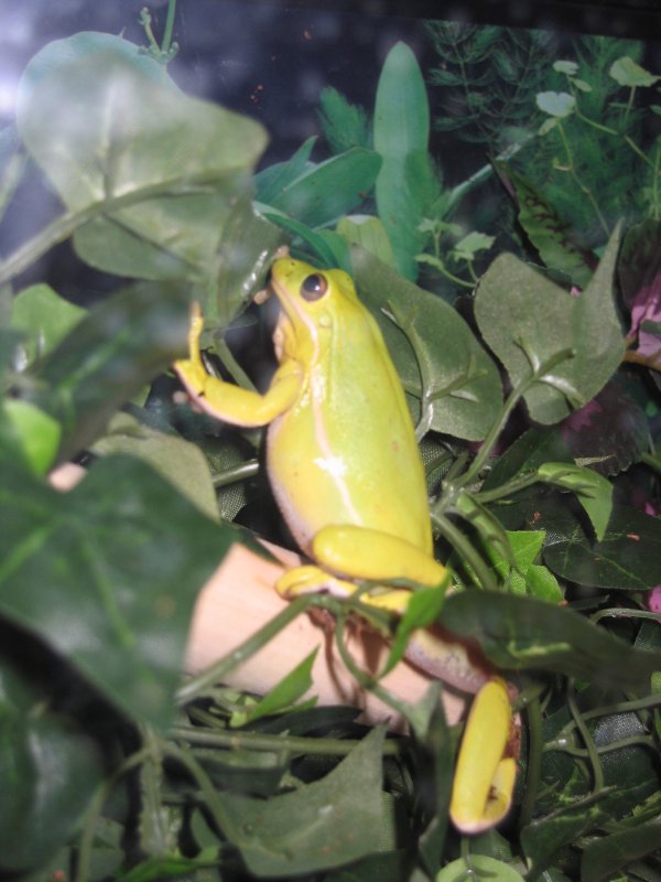 Miracle Mississippi green tree frog pic2