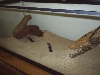 Tank5