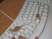 Millie and Mr. Jenkins helping me on the computer