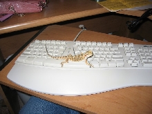Scuttlebutt helping me on the computer