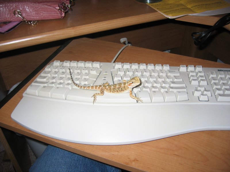 Scuttlebutt helping me on the computer