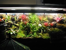 75 gal pumilio terrarium