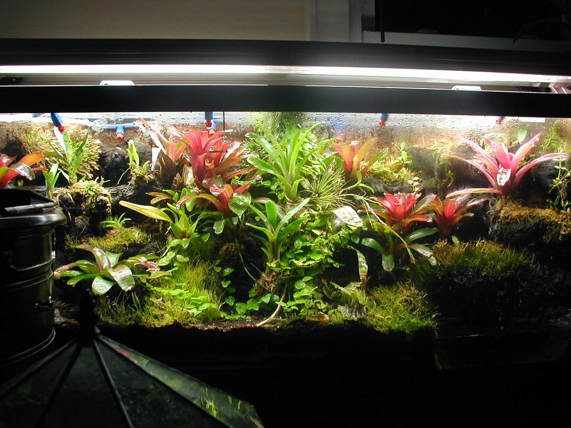 75 gal pumilio terrarium