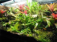 Second view of 75 gallon pumilio terrarium