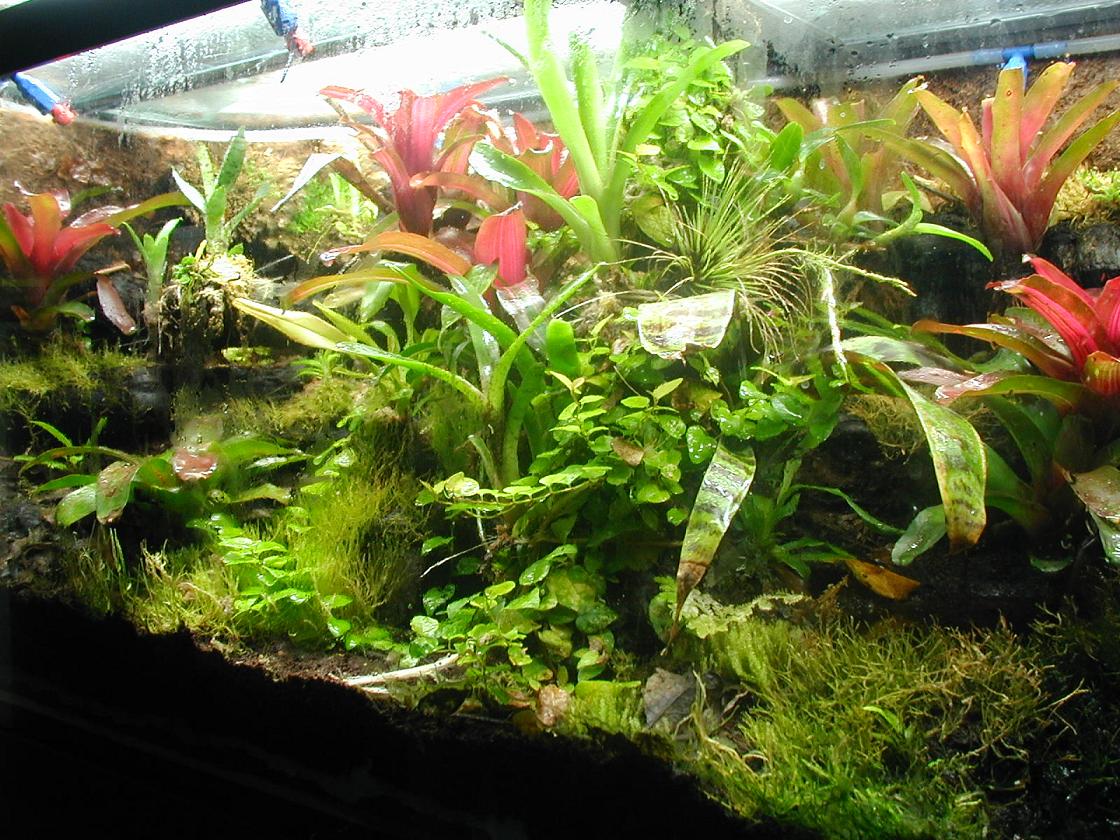Second view of 75 gallon pumilio terrarium
