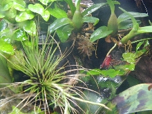 closeup of pumilio