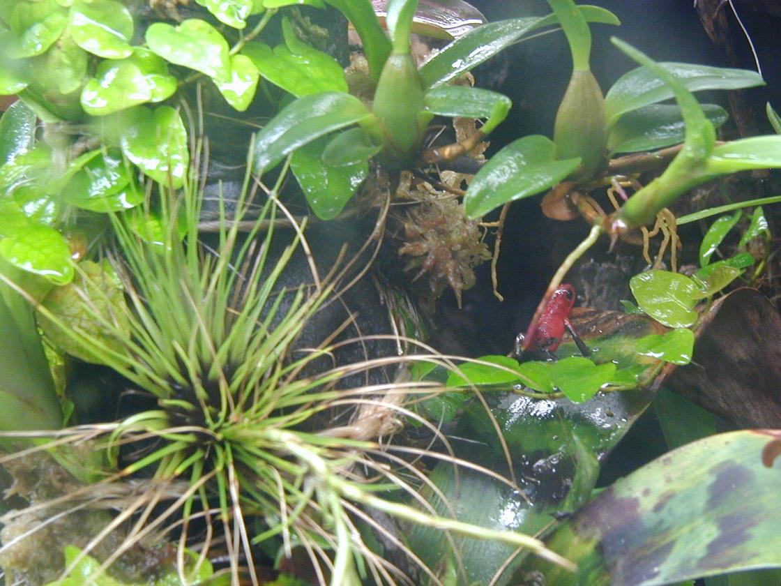 closeup of pumilio