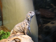 Harley